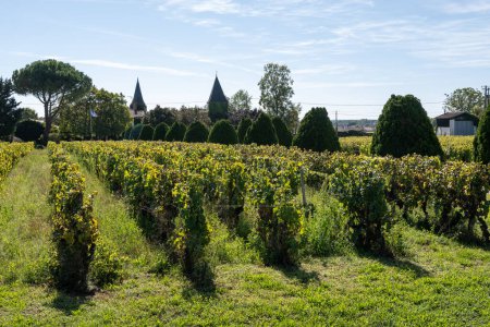 Téléchargez les photos : Vues de l'ancien domaine viticole sur les vignobles Sauternes dans le village de Barsac affecté par la pourriture noble Botrytis cinerea, élaboration de vins Sauternes de dessert sucré à Bordeaux, France - en image libre de droit