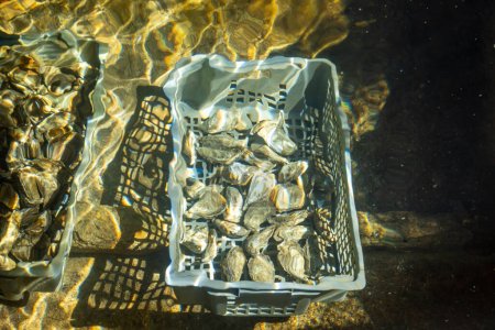 Foto de Cajas de ostras vivas bajo el resplandeciente agua de mar en la granja en el pueblo de ostras, listo para comer, bahía de Arcachon, península de Cap Ferret, Burdeos, Francia, mariscos frescos - Imagen libre de derechos