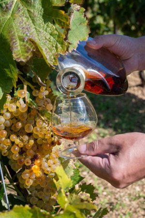 Photo for Tasting of Cognac strong alcohol drink in Cognac region, Grande Champagne, Charente with ripe ready to harvest ugni blanc grape on background uses for spirits distillation, France - Royalty Free Image