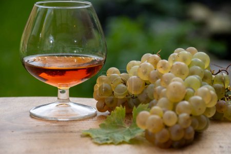 Photo for Outdoor tasting of Cognac strong alcohol drink in Cognac region, Charente with bunch of ripe ugni blanc grapes on background uses for spirits distillation and green grass, France - Royalty Free Image
