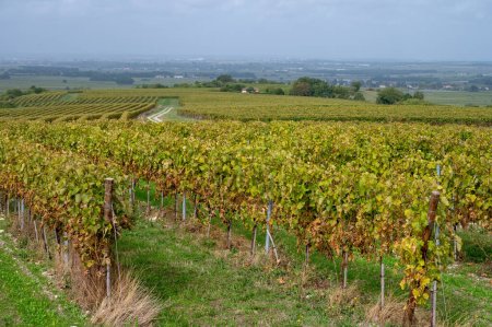 Photo for Harvest time in Cognac white wine region, Charente, vineyards with rows of ripe ready to harvest ugni blanc grape uses for Cognac strong spirits distillation, France, Grand Champagne - Royalty Free Image