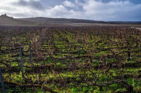 Photo for Winter time on Champagne grand cru vineyards near Verzenay and Mailly, rows of old grape vines without leaves, green grass, wine making in France - Royalty Free Image