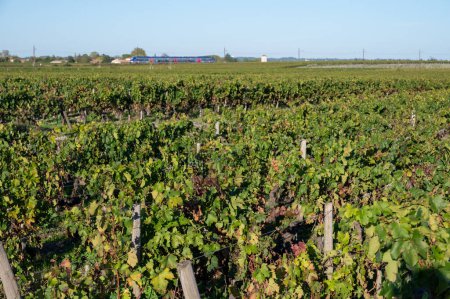 Photo for Green vineyards with rows of red Cabernet Sauvignon grape variety of Haut-Medoc vineyards in Bordeaux, left bank of Gironde Estuary, Margaux village, France, ready to harvest - Royalty Free Image