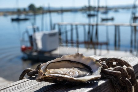 Photo for Eating of fresh live oysters with citron at farm cafe in oyster-farming village, with view on boats and water of Arcachon bay, Cap Ferret peninsula, Bordeaux, France in sunny day - Royalty Free Image