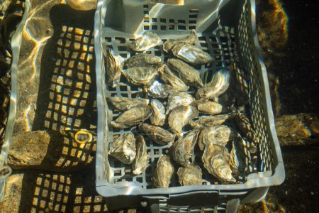 Photo for Boxes of live oysters under glistening flowing seawater at  farm in oyster-farming village, ready to be eaten, Arcachon bay, Cap Ferret peninsula, Bordeaux, France, fresh sea food - Royalty Free Image