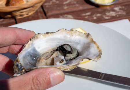 Photo for Eating of fresh live oysters at farm cafe in oyster-farming village, Arcachon bay, Cap Ferret peninsula, Bordeaux, France, close up - Royalty Free Image