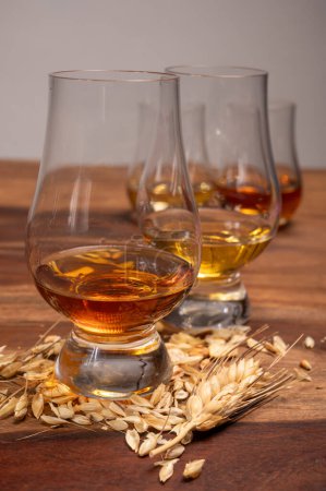 Foto de Degustación de diferentes whiskies escoceses fuertes bebidas alcohólicas, tambor de whisky y granos de cebada en la mesa de cerca - Imagen libre de derechos