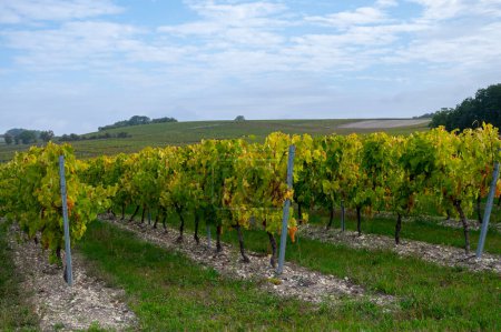 Récolte sur les vignobles de la région viticole blanche du Cognac, Charente, mûrs et prêts à récolter du raisin blanc ugni pour la distillation des alcools forts du Cognac, France