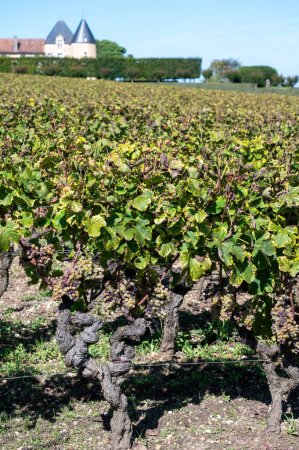 Ripe ready to harvest Semillon white grapes on Sauternes vineyards in Barsac village affected by Botrytis cinerea noble rot, making of sweet dessert Sauternes wines in Bordeaux, France