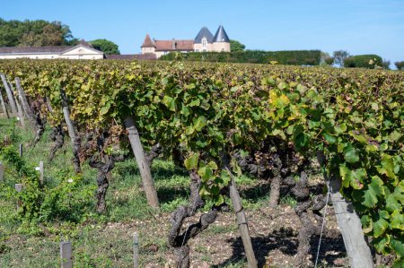 Reif für die Ernte der weißen Semillon-Trauben auf den Sauternes-Weinbergen im Dorf Barsac, das von Botrytis cinerea Edelfäule betroffen ist, die aus süßen Dessertweinen Sauternes in Bordeaux, Frankreich, hergestellt wird