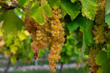 Erntezeit auf den Weinbergen der Cognac-Weißweinregion Charente, reif für die Ernte der Ugni-Blanc-Trauben für die Destillation von Cognac-Starkbränden, Frankreich