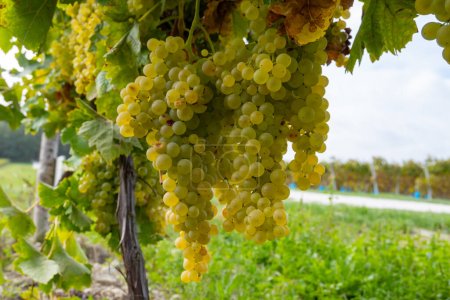 Harvest time in Cognac white wine region, Charente, vineyards with rows of ripe ready to harvest ugni blanc grape uses for Cognac strong spirits distillation, France, Grand Champagne