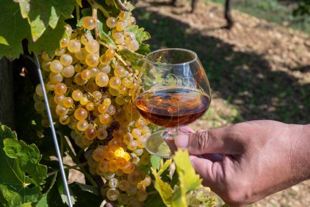 Dégustation de boissons alcoolisées fortes au Cognac dans la région du Cognac, Grande Champagne, Charente avec raisins blancs mûrs prêts à la récolte sur fond de distillation des spiritueux, France
