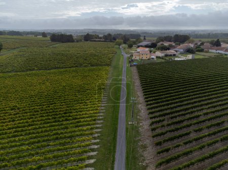 Foto de Tiempo de cosecha en viñedos de la región vinícola blanca de Cognac, Charente, maduros listos para cosechar los usos de uva ugni blanc para la destilación de licores fuertes de Cognac, Francia - Imagen libre de derechos