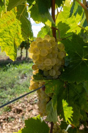 Harvest time in Cognac white wine region, Charente, vineyards with rows of ripe ready to harvest ugni blanc grape uses for Cognac strong spirits distillation, France, Grand Champagne