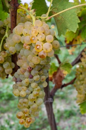 Récolte dans la région viticole blanche du Cognac, Charente, vignobles avec rangées de raisins blancs mûrs prêts à récolter pour la distillation des spiritueux forts du Cognac, France, Grand Champagne