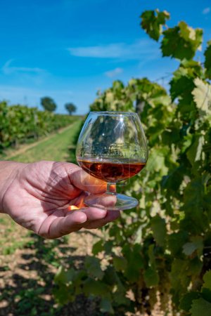 Verkostung des Cognac-Starkalkoholgetränks in der Region Cognac, Grande Champagne, Charente mit erntereifen Ugni-Blanc-Trauben für die Destillation von Spirituosen, Frankreich