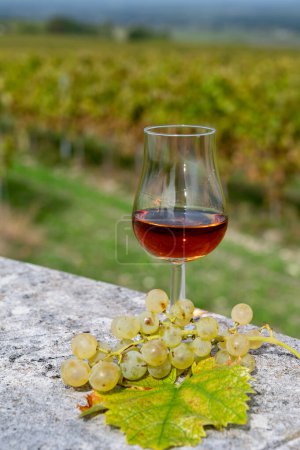 Dégustation de boissons alcoolisées fortes au Cognac dans la région du Cognac, Grand Champagne, Charente avec rangées de raisins blancs mûrs prêts à être récoltés sur le fond pour la distillation des spiritueux, France