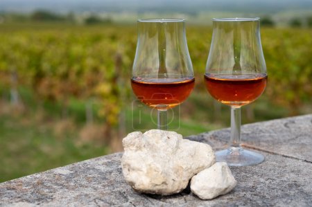 Verkostung des Cognac-Starkalkoholgetränks in der Region Cognac, Grand Champagne, Charente mit Reihen reifer Ugni-Blanc-Trauben im Hintergrund für die Destillation von Spirituosen, Frankreich