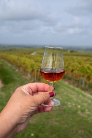 Photo for Tasting of Cognac strong alcohol drink in Cognac region, Grand Champagne, Charente with rows of ripe ready to harvest ugni blanc grape on background uses for spirits distillation, France - Royalty Free Image