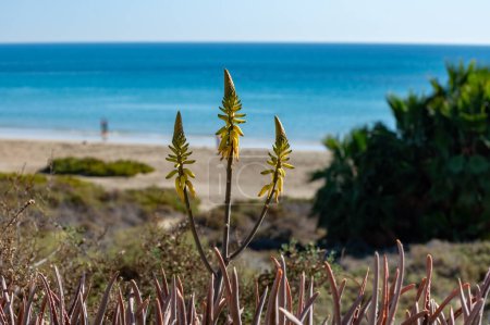 Téléchargez les photos : Dunes de sable et eaux turquoise bleue de la plage de Sotavento, Costa Calma, Fuerteventura, Îles Canaries, Espagne en hiver - en image libre de droit