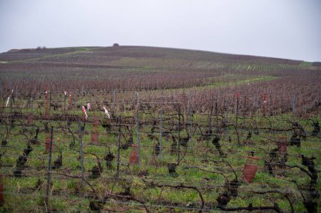 Photo for Winter time on Champagne grand cru vineyards near Ambonnay village, rows of old grape vines without leaves, green grass, wine making in France - Royalty Free Image