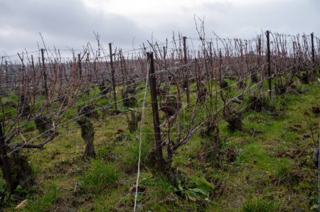 Photo for Winter time on Champagne grand cru vineyards near Verzenay and Mailly, rows of old grape vines without leaves, green grass, wine making in France - Royalty Free Image