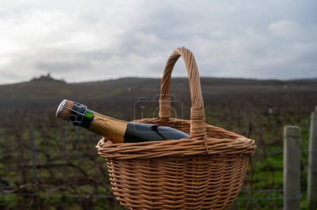 Botella de vino de champán en canasta en los viñedos de Champagne grand cru cerca de Verzenay, filas de vides de uva, sin hojas, hierba verde, vinificación en Francia
