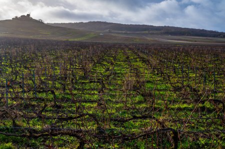 Winter time on Champagne grand cru vineyards near Verzenay and Mailly, rows of old grape vines without leaves, green grass, wine making in France