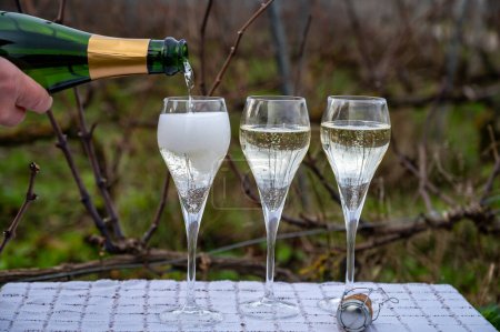 Degustación de vino de champán en los viñedos de Champagne grand cru cerca de Verzenay, filas de vides de uva, invierno, sin hojas, elaboración de vino en Francia