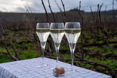 Tasting Champagne wine on Champagne grand cru vineyards near Verzenay, rows grape vines, winter, no leaves, wine making in France