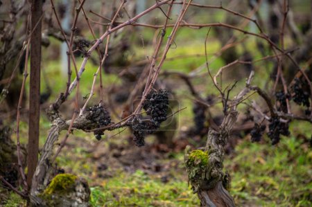 Photo for Winter time on Champagne grand cru vineyards near Verzenay, Verzy, Mailly, rows of old grape vines without leave, wine making in France - Royalty Free Image