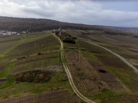 Photo for Aerial view on Champagne grand cru vineyards near Verzenay and Mailly, rows of old grape vines without leaves, green grass, wine making in France - Royalty Free Image