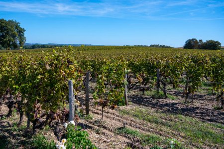 Raisins blancs de sémillon prêts à être récoltés sur les vignobles de Sauternes dans le village de Barsac affecté par la pourriture noble de Botrytis cinerea, élaboration de vins de Sauternes de dessert doux à Bordeaux, France