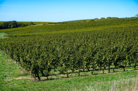 Listo para cosechar uvas blancas Semillon en viñedos Sauternes en Barsac pueblo afectado por Botrytis cinerea noble putrefacción, elaboración de postres dulces vinos Sauternes en Burdeos, Francia