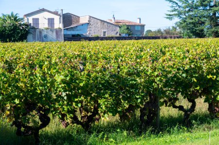 Vistas del antiguo dominio del vino en los viñedos de Sauternes en la aldea de Barsac afectada por la podredumbre noble de Botrytis cinerea, elaboración de vinos dulces de Sauternes en Burdeos, Francia