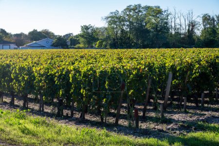 Viñedos verdes con hileras de uva roja Cabernet Sauvignon variedad de viñedos Haut-Medoc en Burdeos, orilla izquierda del estuario Gironda, pueblo de Margaux, Francia, listos para cosechar
