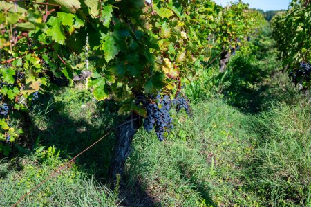 Vignobles du village de Pauillac avec rangs de Cabernet Sauvignon rouge mûr cépage du Haut-Médoc à Bordeaux, rive gauche de l'estuaire de la Gironde, France, prêt à la récolte