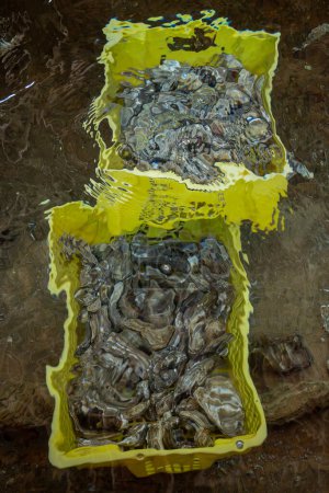 Boxen mit lebenden Austern unter glitzerndem fließenden Meerwasser auf der Farm in Austernzuchtdorf, verzehrfertig, Bucht von Arcachon, Halbinsel Cap Ferret, Bordeaux, Frankreich, frische Meeresfrüchte