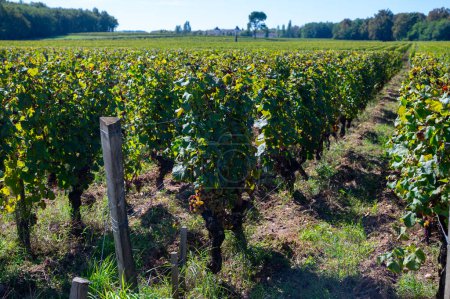 Listo para cosechar uvas blancas Semillon en viñedos Sauternes en Barsac pueblo afectado por Botrytis cinerea noble putrefacción, elaboración de postres dulces vinos Sauternes en Burdeos, Francia