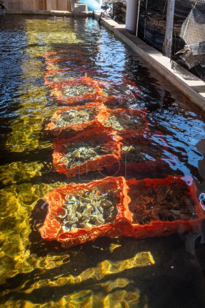 Boxes of live oysters under glistening flowing seawater at  farm in oyster-farming village, ready to be eaten, Arcachon bay, Cap Ferret peninsula, Bordeaux, France, fresh sea food