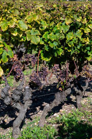 Téléchargez les photos : Raisins blancs de sémillon prêts à être récoltés sur les vignobles de Sauternes dans le village de Barsac affecté par la pourriture noble de Botrytis cinerea, élaboration de vins de Sauternes de dessert doux à Bordeaux, France - en image libre de droit