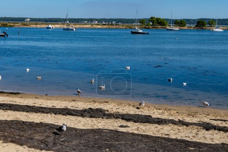 View on Arcachon Bay with many fisherman's boats and oysters farms near Le Phare du Cap Ferret, Cap Ferret peninsula, France, southwest of Bordeaux, France's Atlantic coastline in sunny day