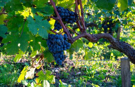 Vignobles verts avec rangées de Cabernet Sauvignon rouge cépage du Haut-Médoc à Bordeaux, rive gauche de l'estuaire de la Gironde, village de Margaux, France, prêt à la récolte