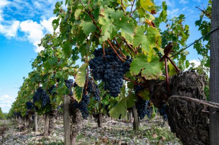 Vignobles verts avec rangées de Cabernet Sauvignon rouge cépage du Haut-Médoc à Bordeaux, rive gauche de l'estuaire de la Gironde, village de Margaux, France, prêt à la récolte