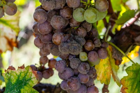 Ripe ready to harvest Semillon white grapes on Sauternes vineyards in Barsac village affected by Botrytis cinerea noble rot, making of sweet dessert Sauternes wines in Bordeaux, France