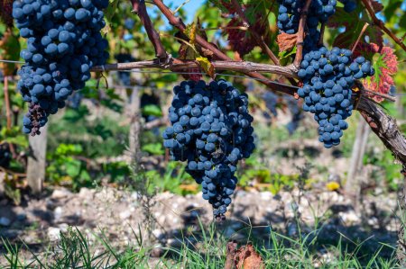 Viñedos en el pueblo de Pauillac con hileras de uva roja madura Cabernet Sauvignon variedad de viñedos Haut-Medoc en Burdeos, orilla izquierda del estuario de Gironda, Francia, listo para cosechar
