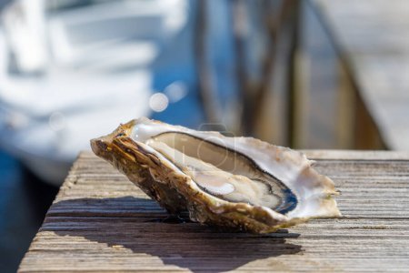 Eating of fresh live oysters at farm cafe in oyster-farming village, Arcachon bay, Cap Ferret peninsula, Bordeaux, France, close up