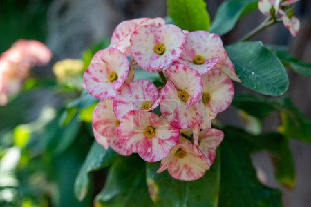 Rosafarbene Blüte der tropischen Zierpflanze Euphorbia milii oder Dornenkrone, Christuspflanze aus nächster Nähe
