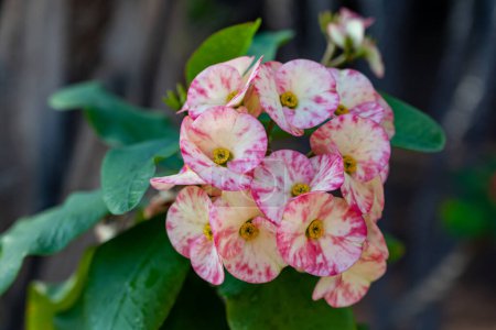 Fleur rose de plante tropicale ornementale d'intérieur et d'extérieur euphorbia milii ou couronne d'épines, plante Christ gros plan